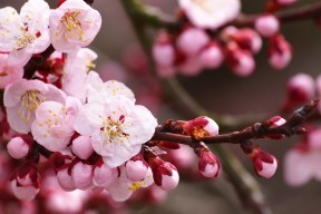 2026 冬季滑雪防损伤全攻略：针对不同坡度的滑行重心调整。，滑雪角度