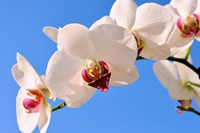 世界滑板巡回赛新增社群互动活动，滑板国际赛事
